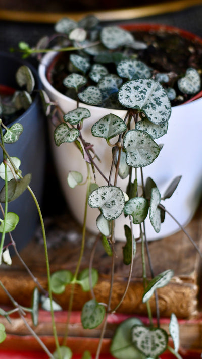 String of Hearts | Ceropegia woodii | Ceropegia linearis subsp. woodii