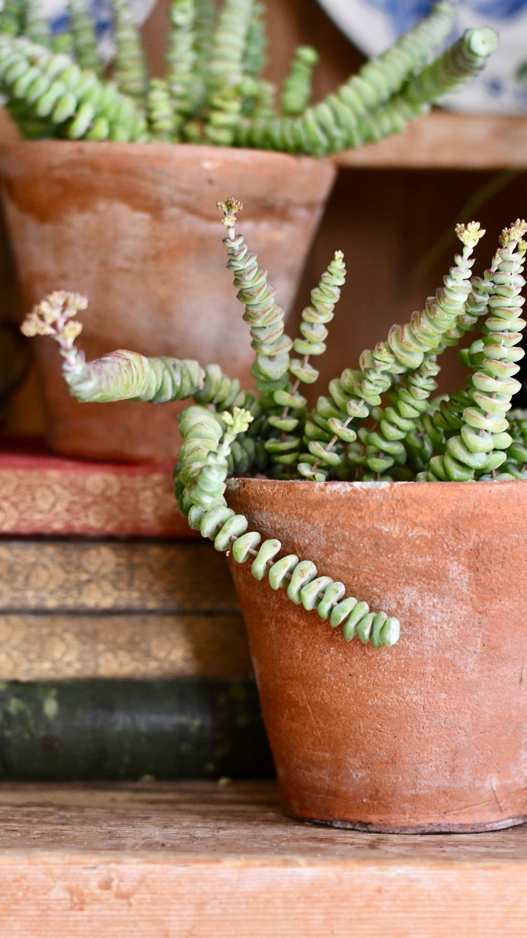 hottentot succulent Crassula Marnieriana 'Hottentot' | Jade Necklace