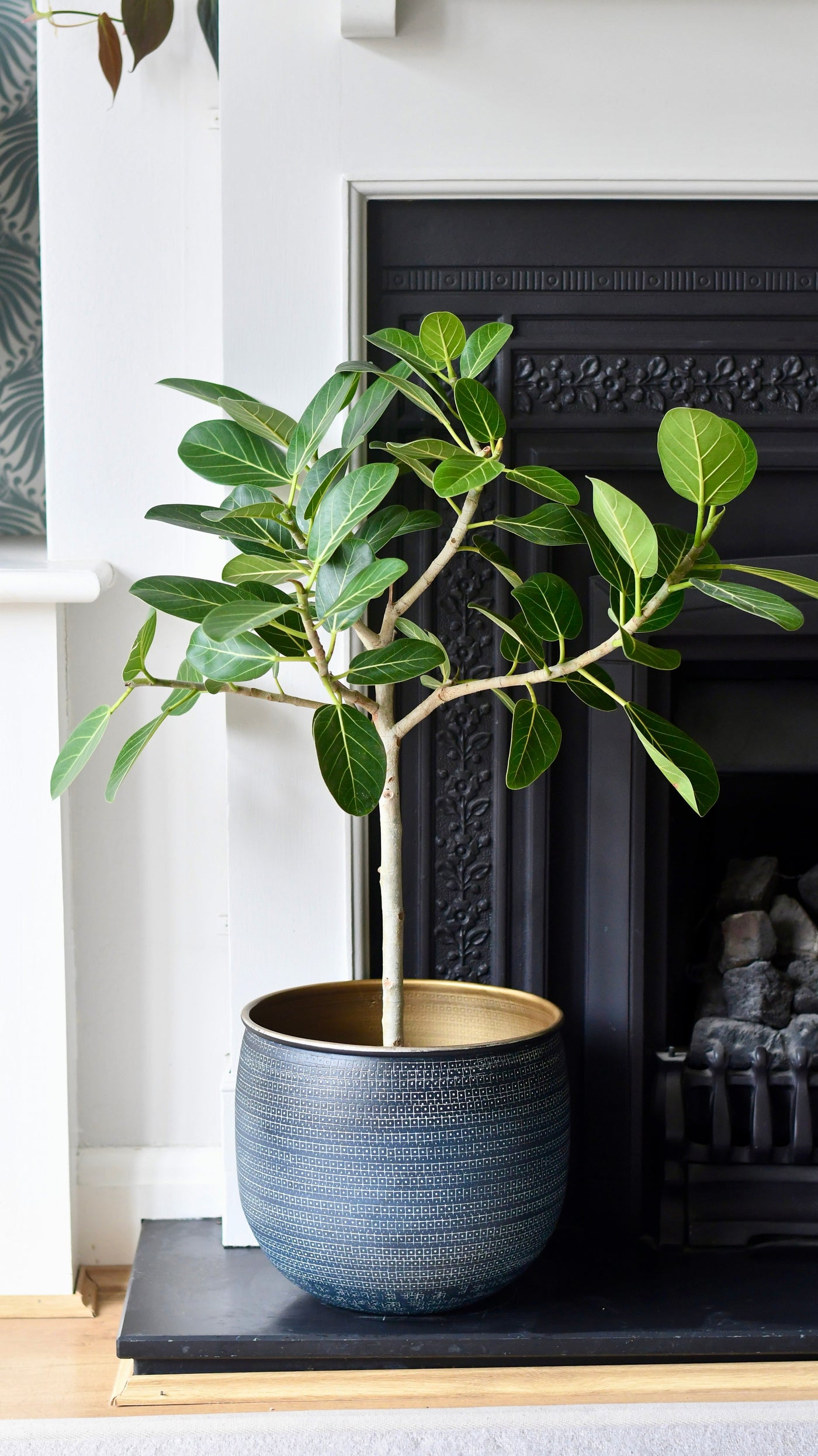 Ficus benghalensis & Pot 'Petite Audrey' (Bengal Fig)