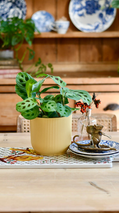 Maranta Kerchoveana (Prayer Plant) & Vibes Pot