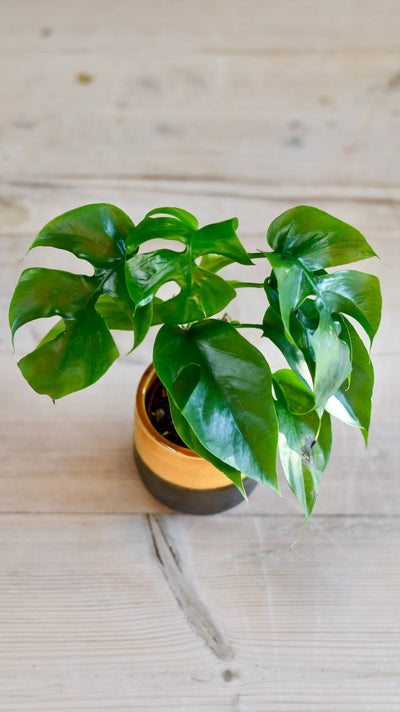 Baby Monstera Minima or Rhaphidophora tetrasperma