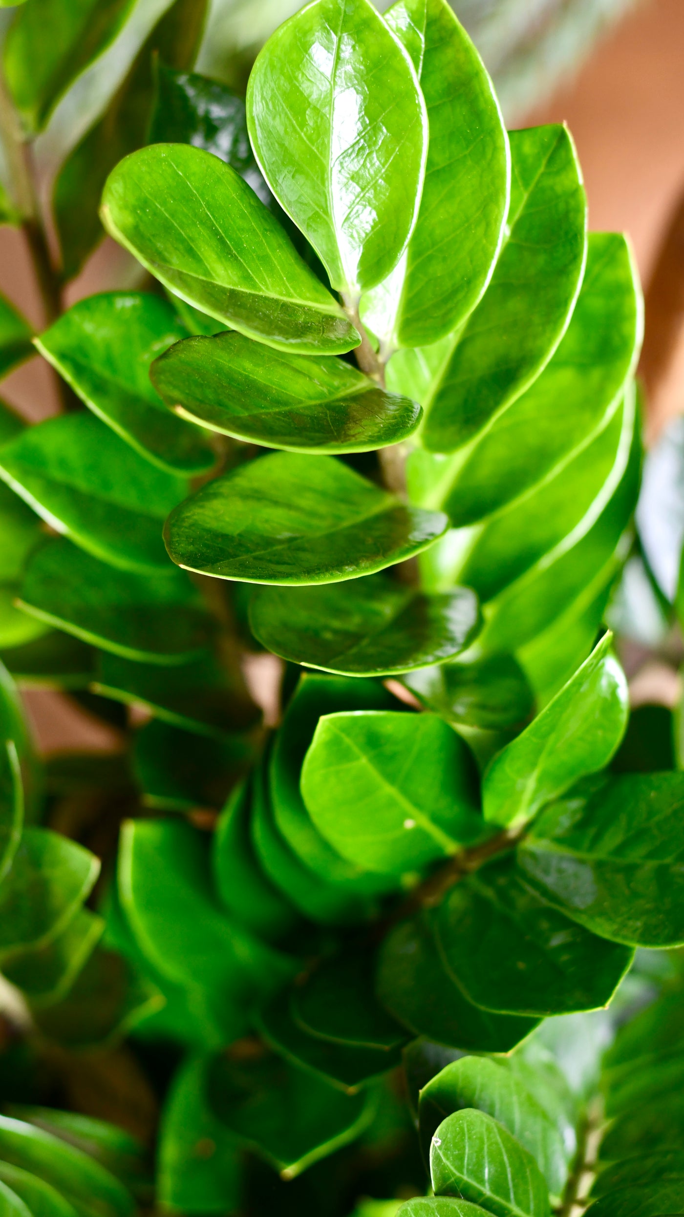 large zz plant uk Zamioculcas Zamiifolia | London