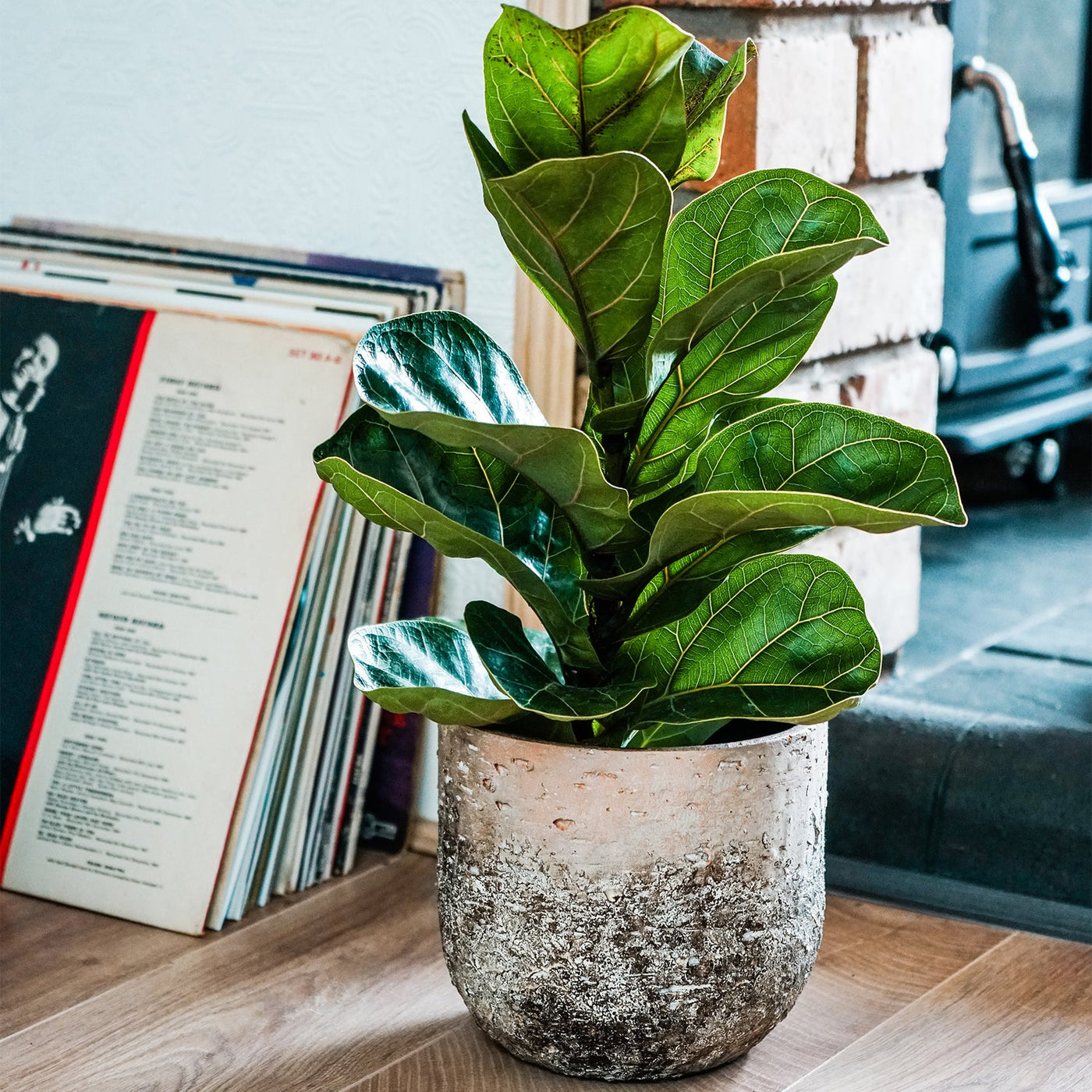 Albero planter 21cm pot Happy Houseplants