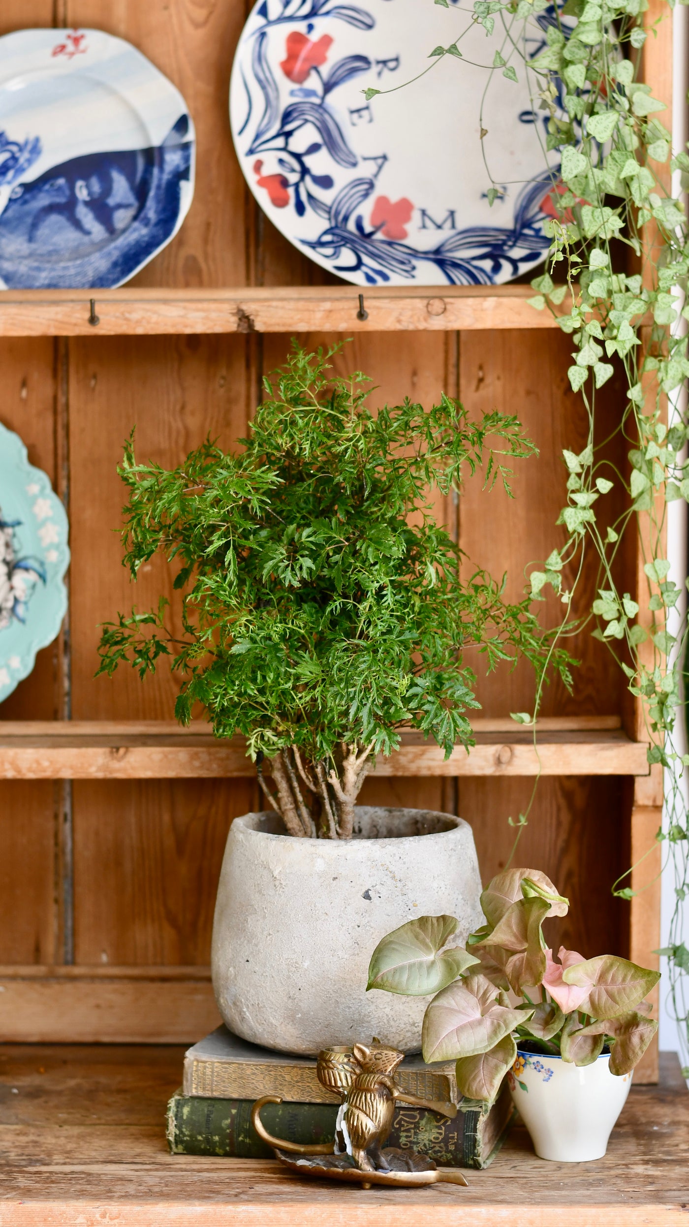 Polyscias Ming Bonsai Tree (Aralia Ming)