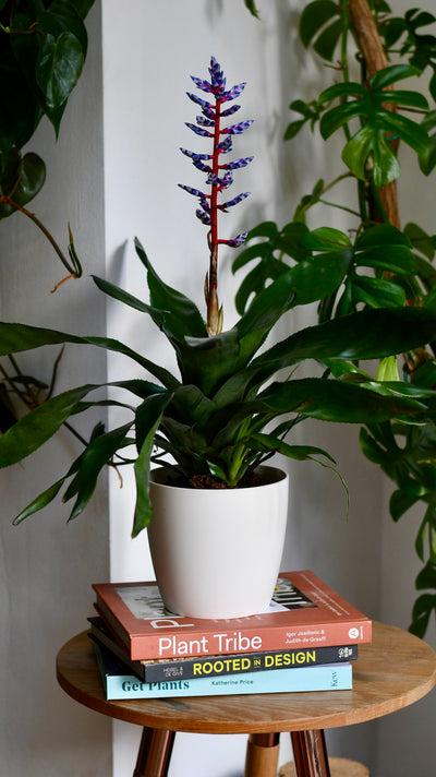 Bromeliad Aechmea Blue Rain & Brussels Pot