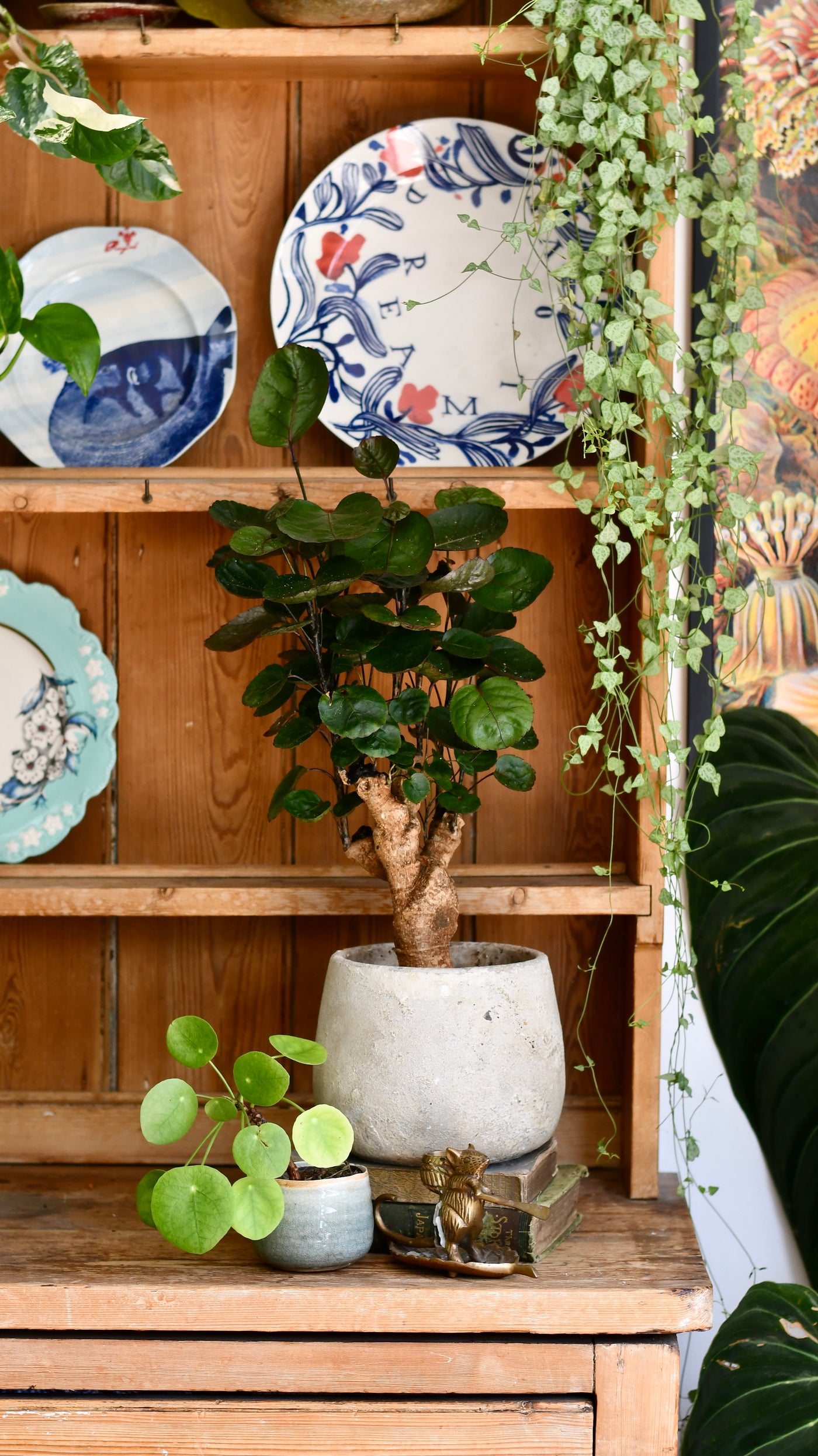 Polyscias Fabian Bonsai Tree (Aralia Fabian)