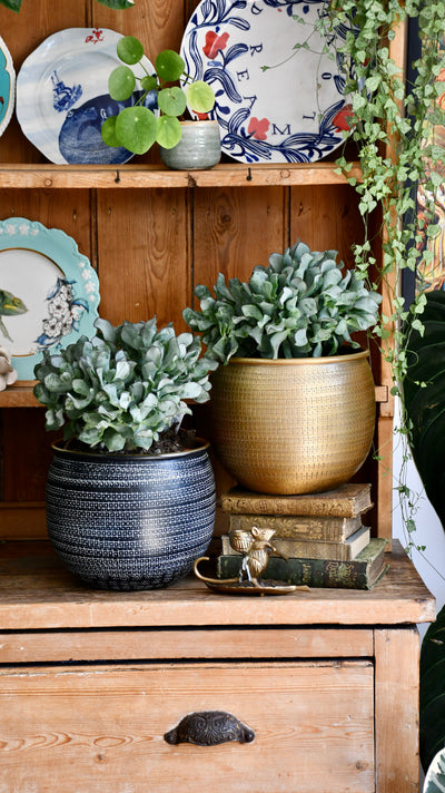 Crassula arborescens undulatifolia (Ripple Jade)