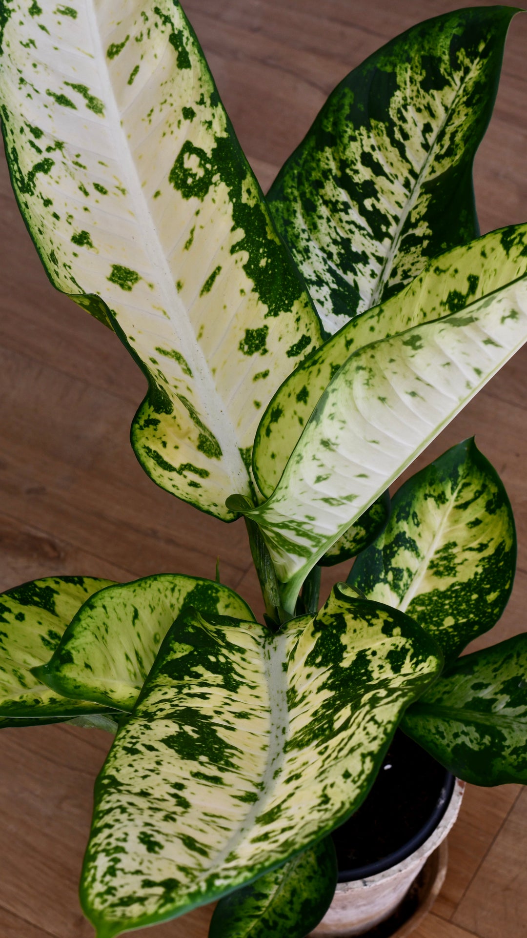 banana leaf dieffenbachia Dieffenbachia Reflector | Dumb Cane