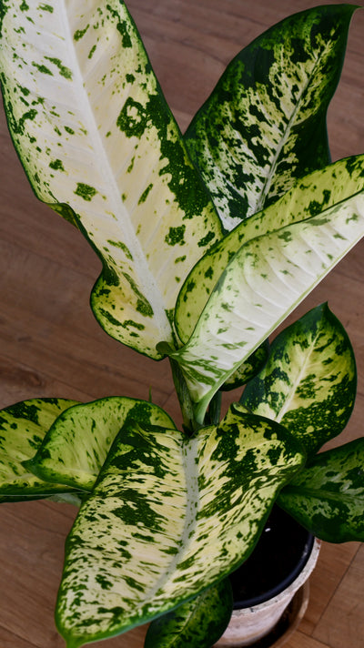 Dieffenbachia seguine 'Banana'