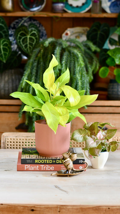 Philodendron Malay Gold