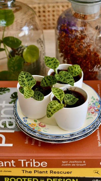 Macodes Petola (Jewel Orchid)