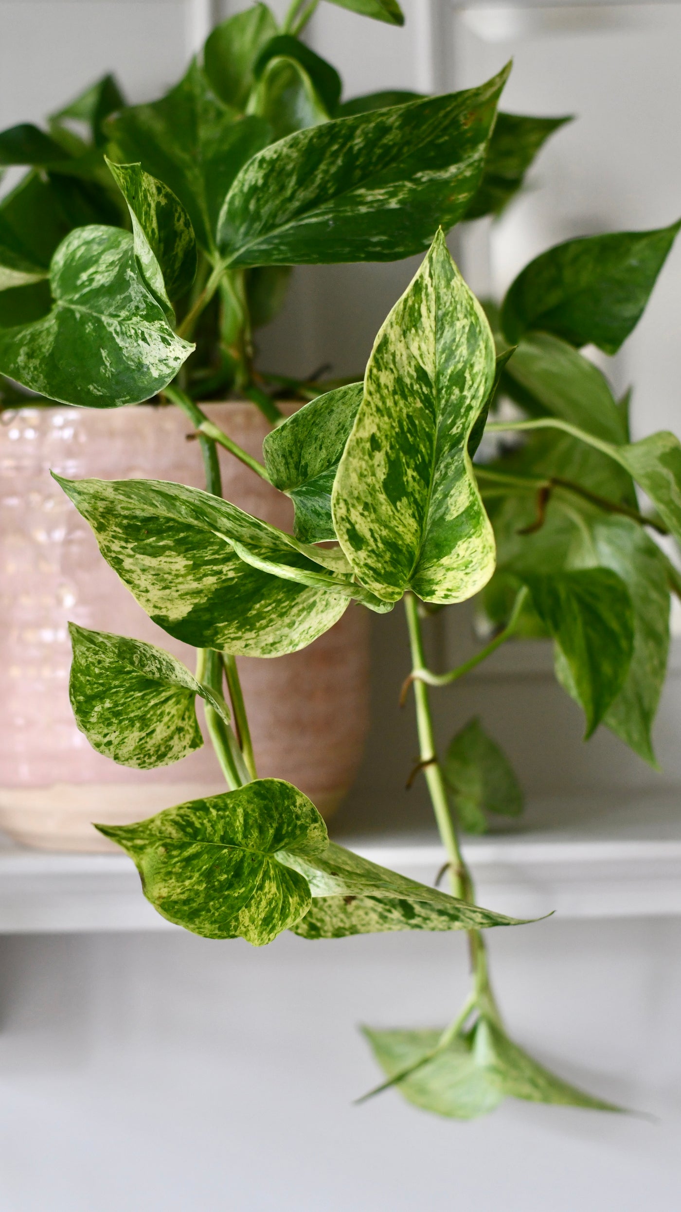 Scindapsus Marble Queen | Pothos | 30cm hanging pot plant