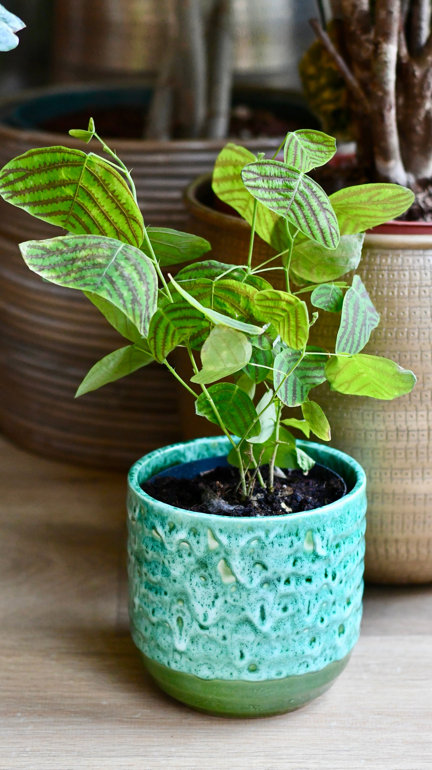 swallowtail plant indoor Swallow Tail Plant | Butterfly Plant | Christia Obcordata | Rare Houseplants