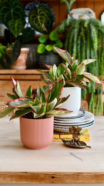 Peperomia Clusiifolia Jelly & Pot (Variegated Red Edge Peperomia)