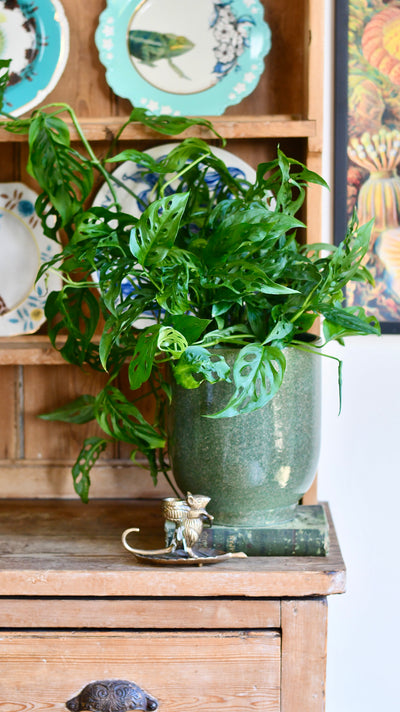 Monstera adansonii | the Adanson's monstera | Swiss cheese plant | Five holes plant