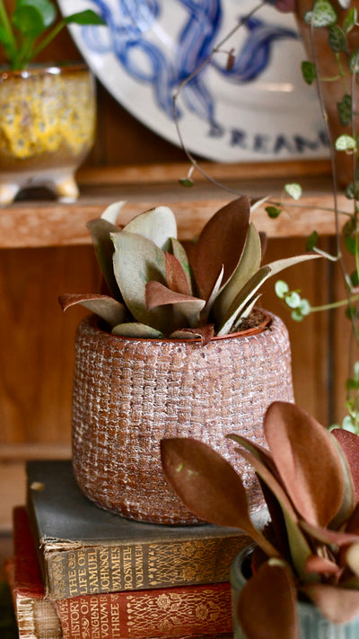 Baby Kalanchoe orgyalis ‘copper spoons’