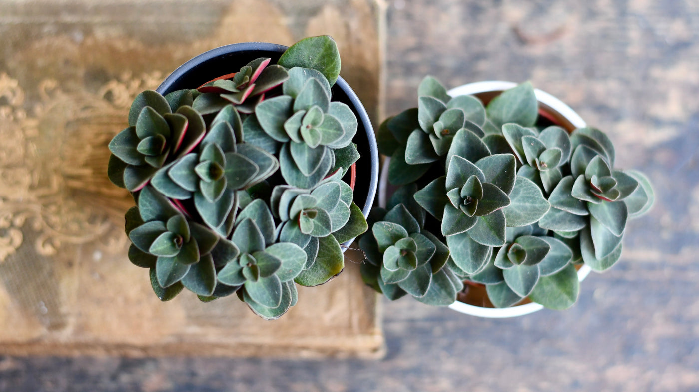 Peperomia Verticillata | Red Log