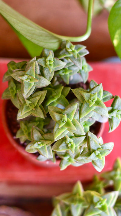 Crassula Perforata | String of buttons | Happy Houseplants