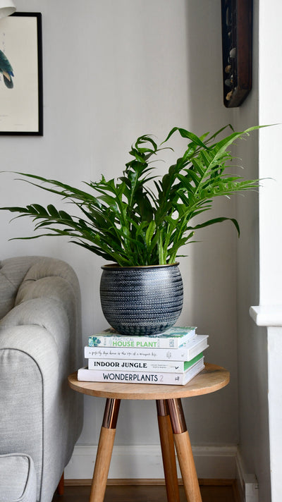 Aglaomorpha Coronans 'Snake Leaf Fern’ & Tembesi Pot