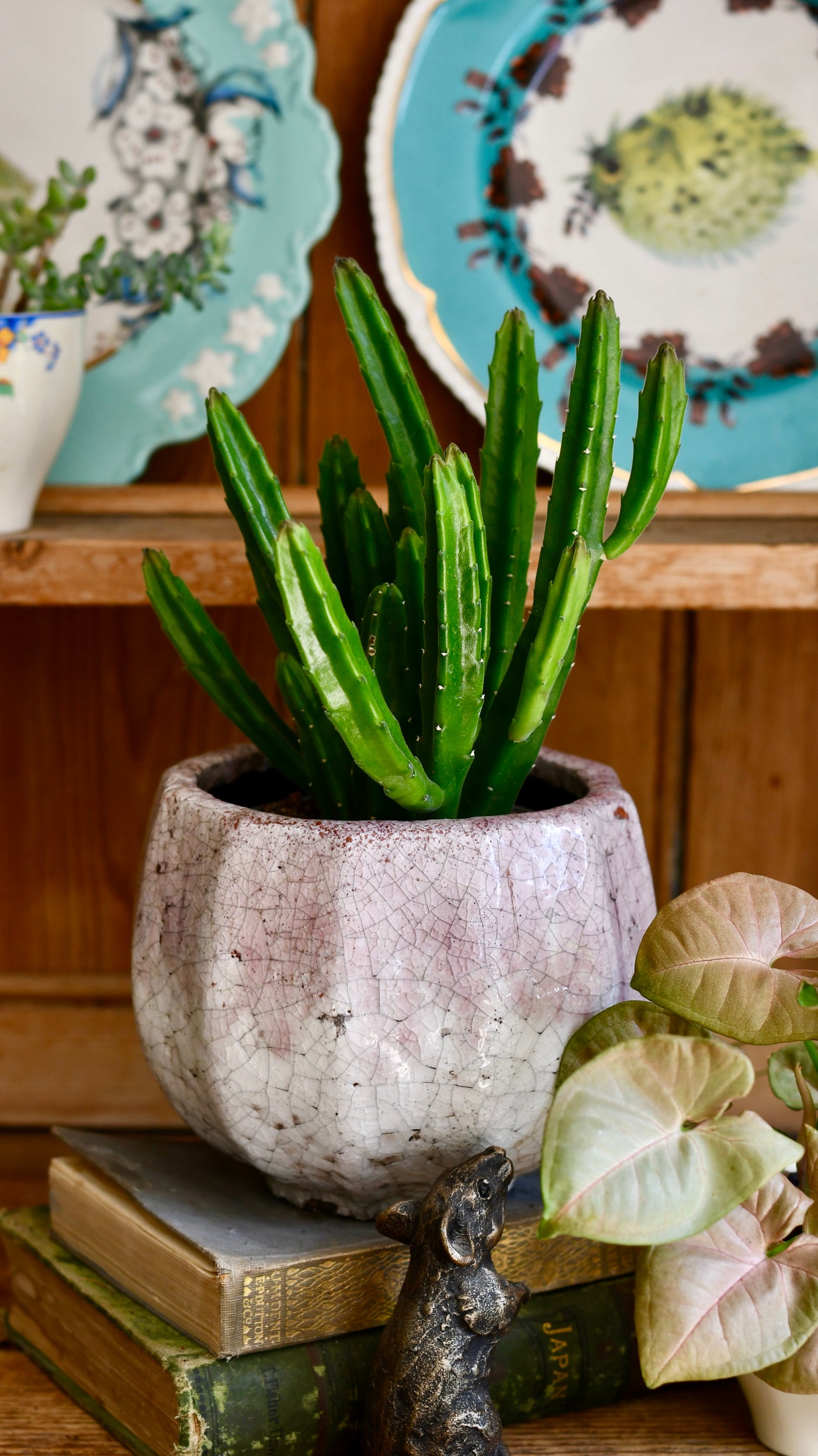 Stapelia leendertziae