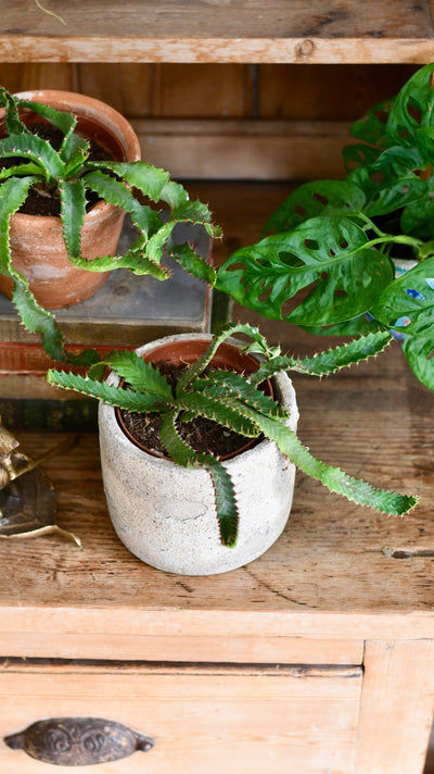 Euphorbia Stellata