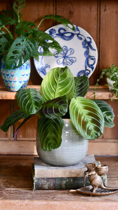 Maranta Fantasy | Maranta leuconeura 'Grey' (Prayer plant)