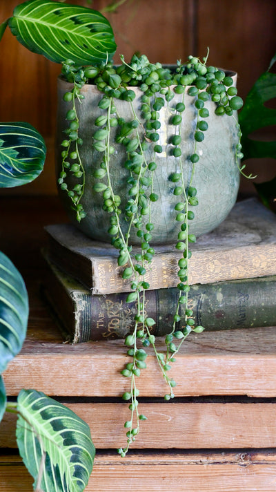 Senecio Rowleyanus - String of Pearls & Como Pot