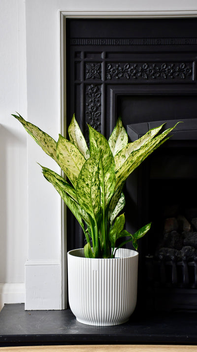 Dieffenbachia Vesuvius ‘Dumb Cane’ & Vibes Pot