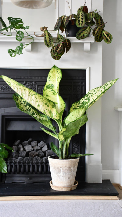 Dieffenbachia seguine 'Banana'