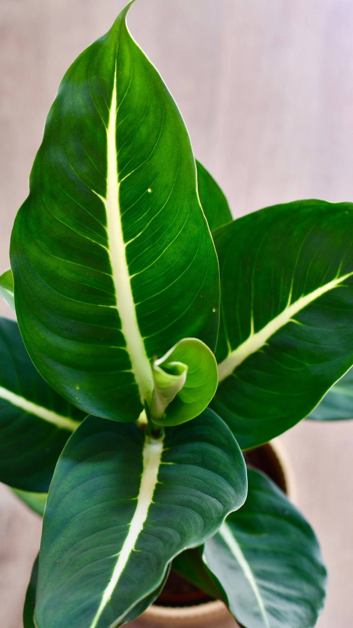 Dieffenbachia Green Magic - Dumb Cane