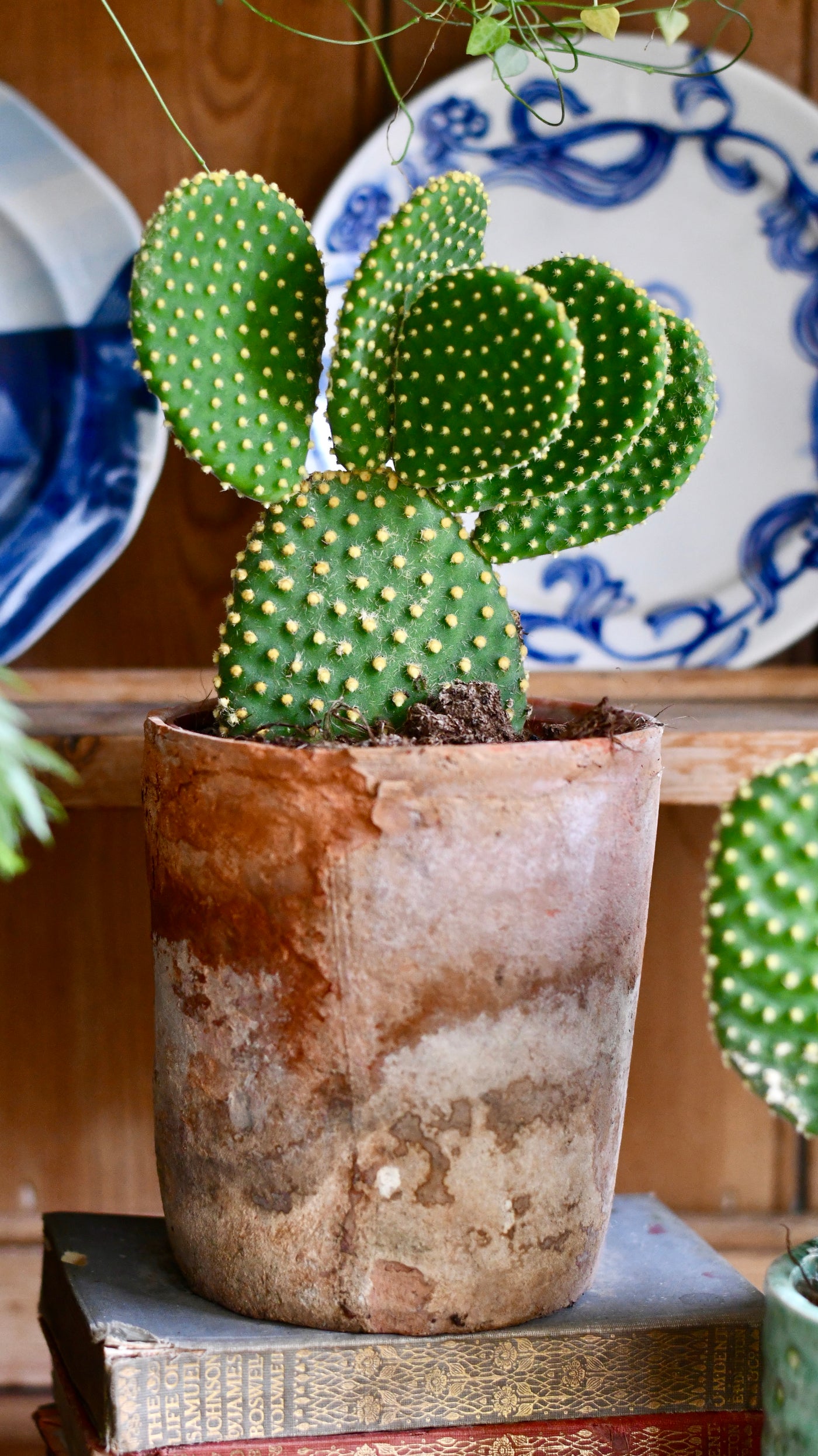 Opuntia Microdasys Pallida - Bunny Ear Cactus