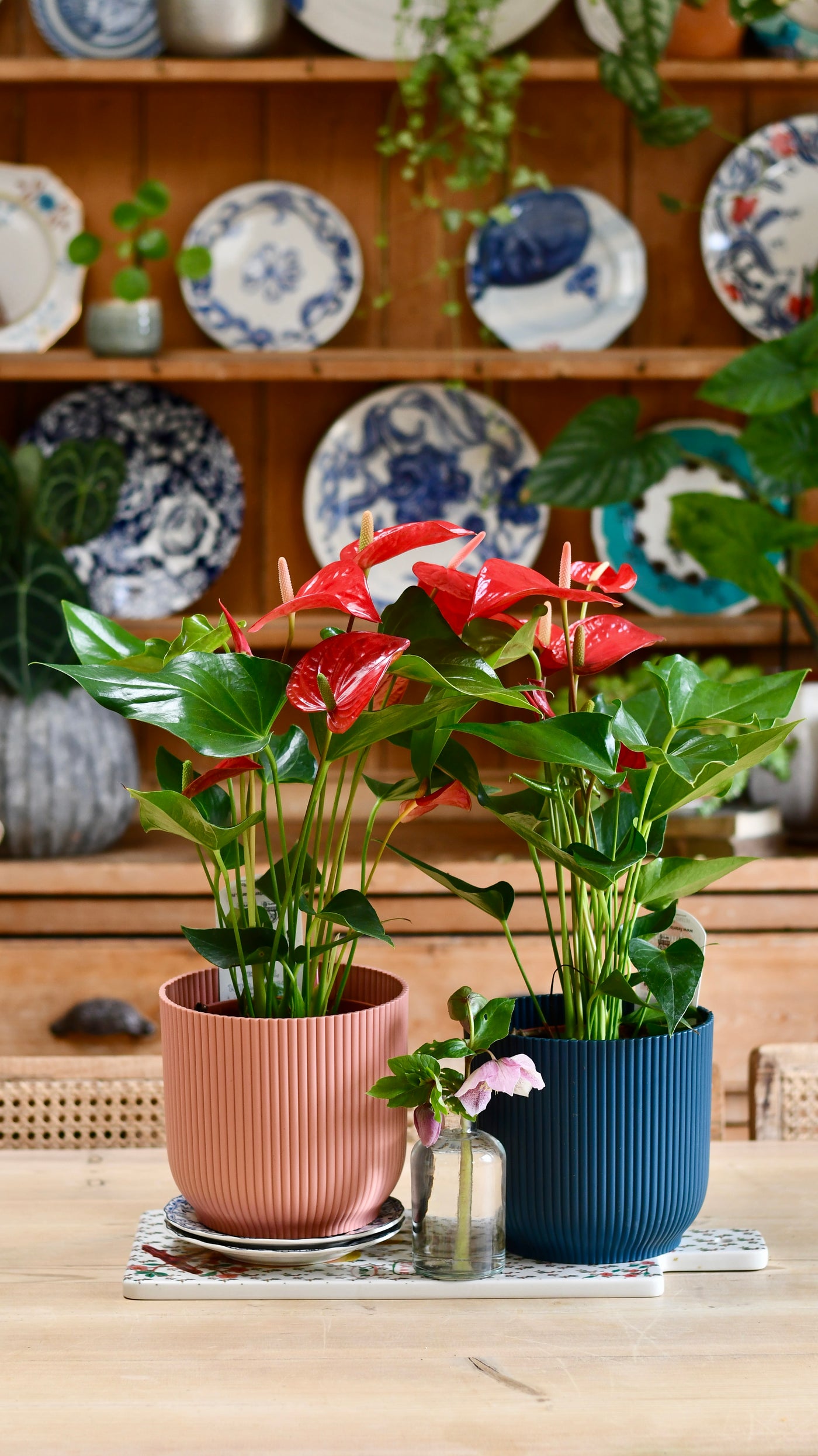 Red Anthurium Andraeanum  & Vibes Pot | Flamingo Flower