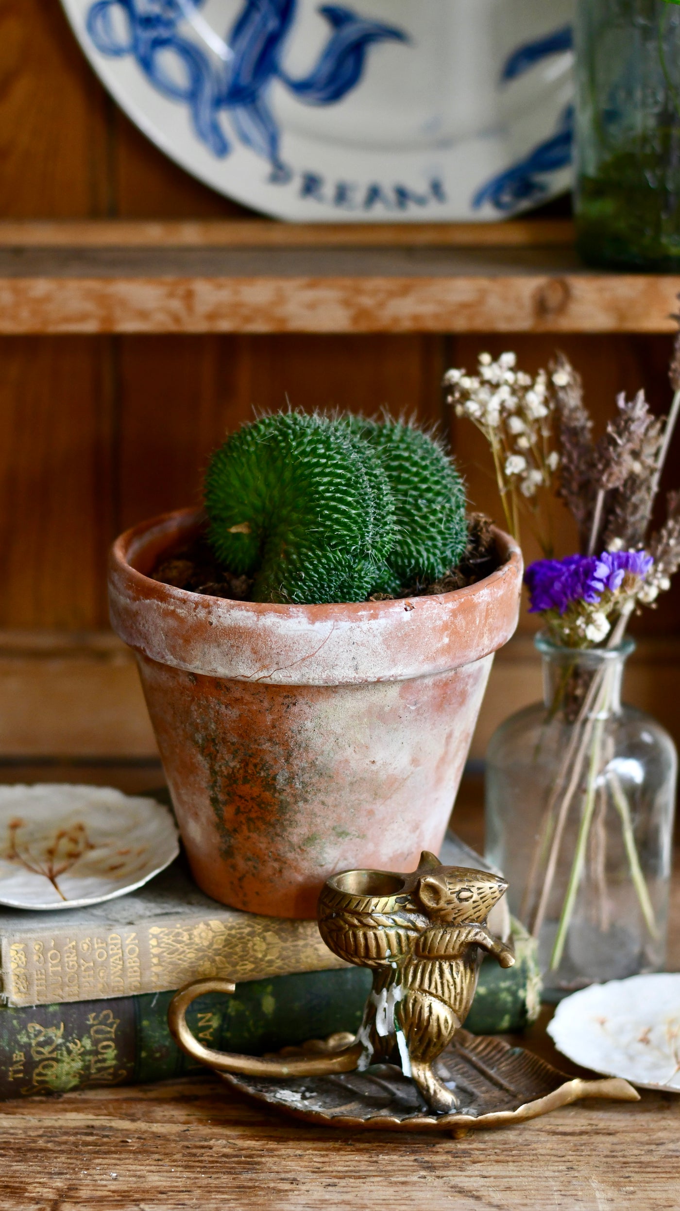 Mammillaria cristata cactus Sp.