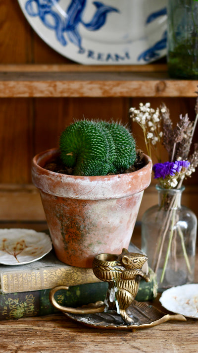 Mammillaria cristata cactus Sp.