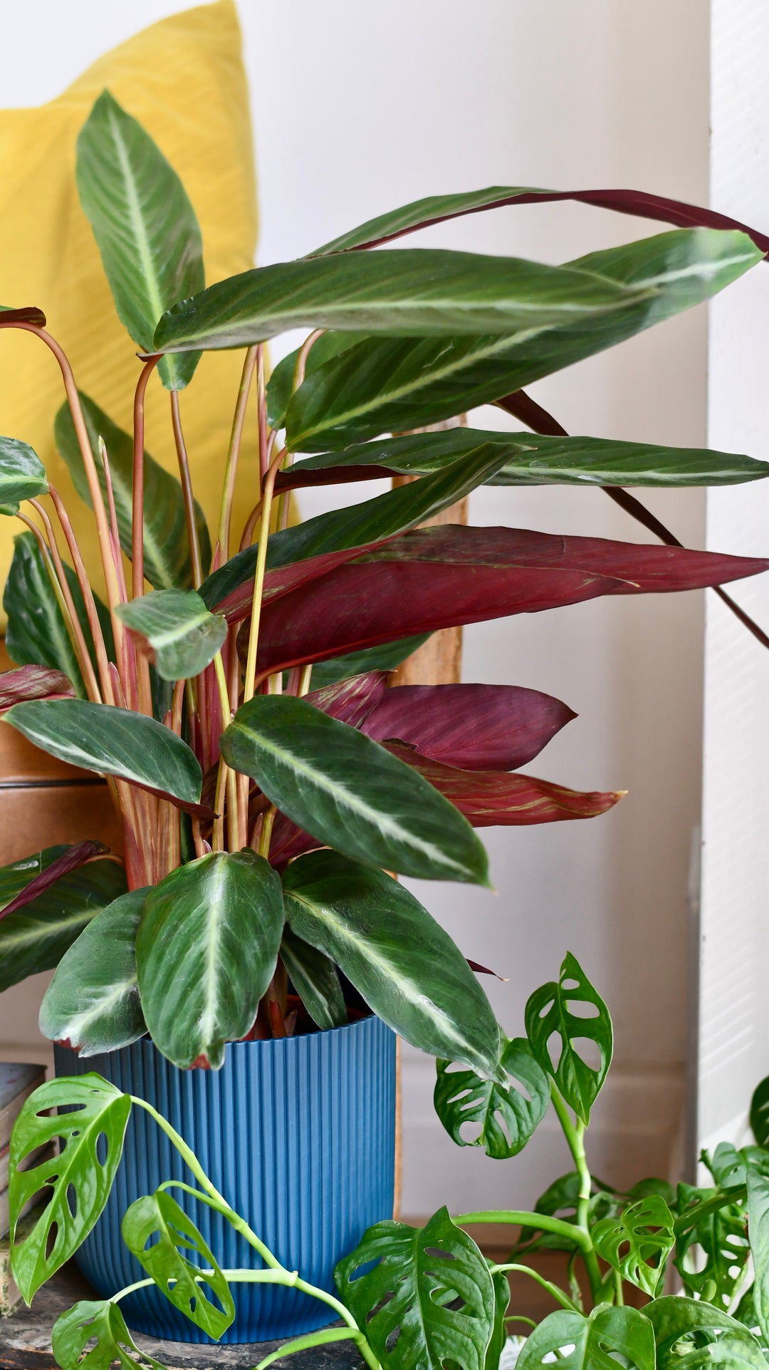 Calathea Stromanthe Triostar | Prayer Plant