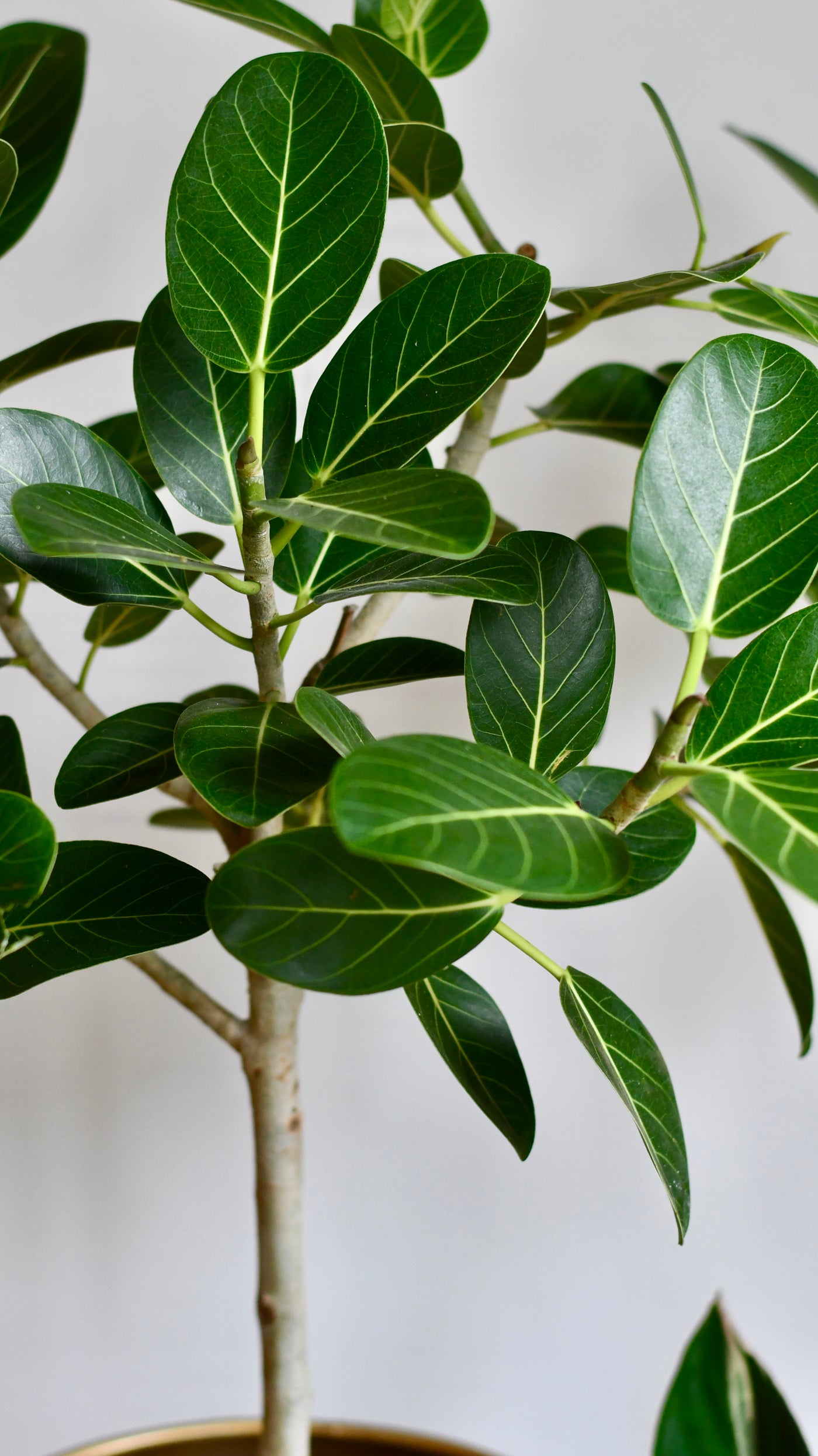 Ficus benghalensis 'Petite Audrey' (Bengal Fig)