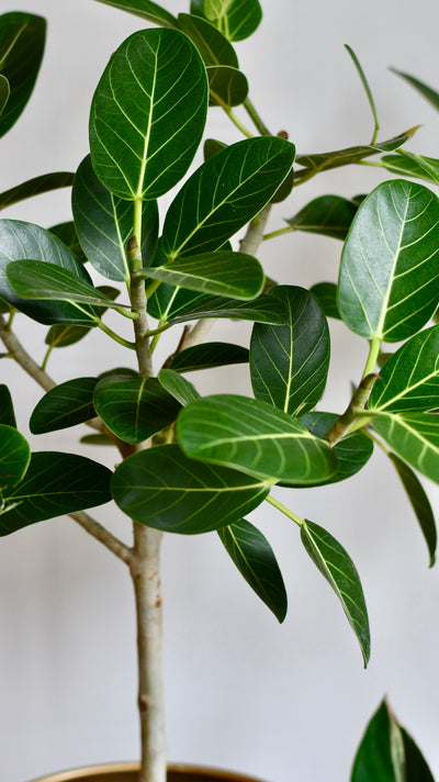 Ficus benghalensis & Pot 'Petite Audrey' (Bengal Fig)