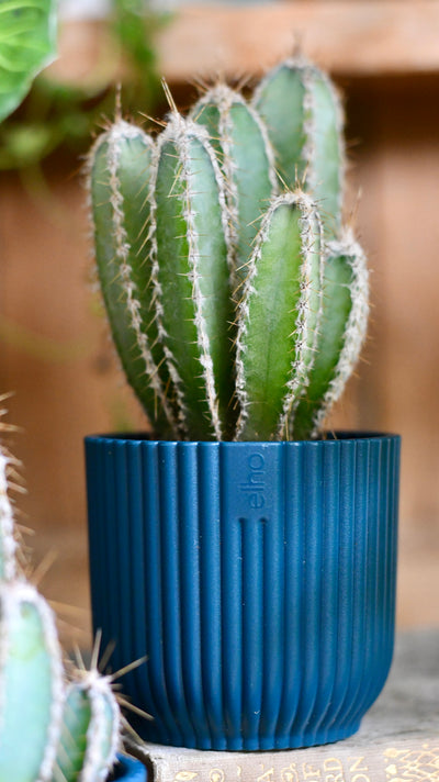 Baby Cereus Forbesii