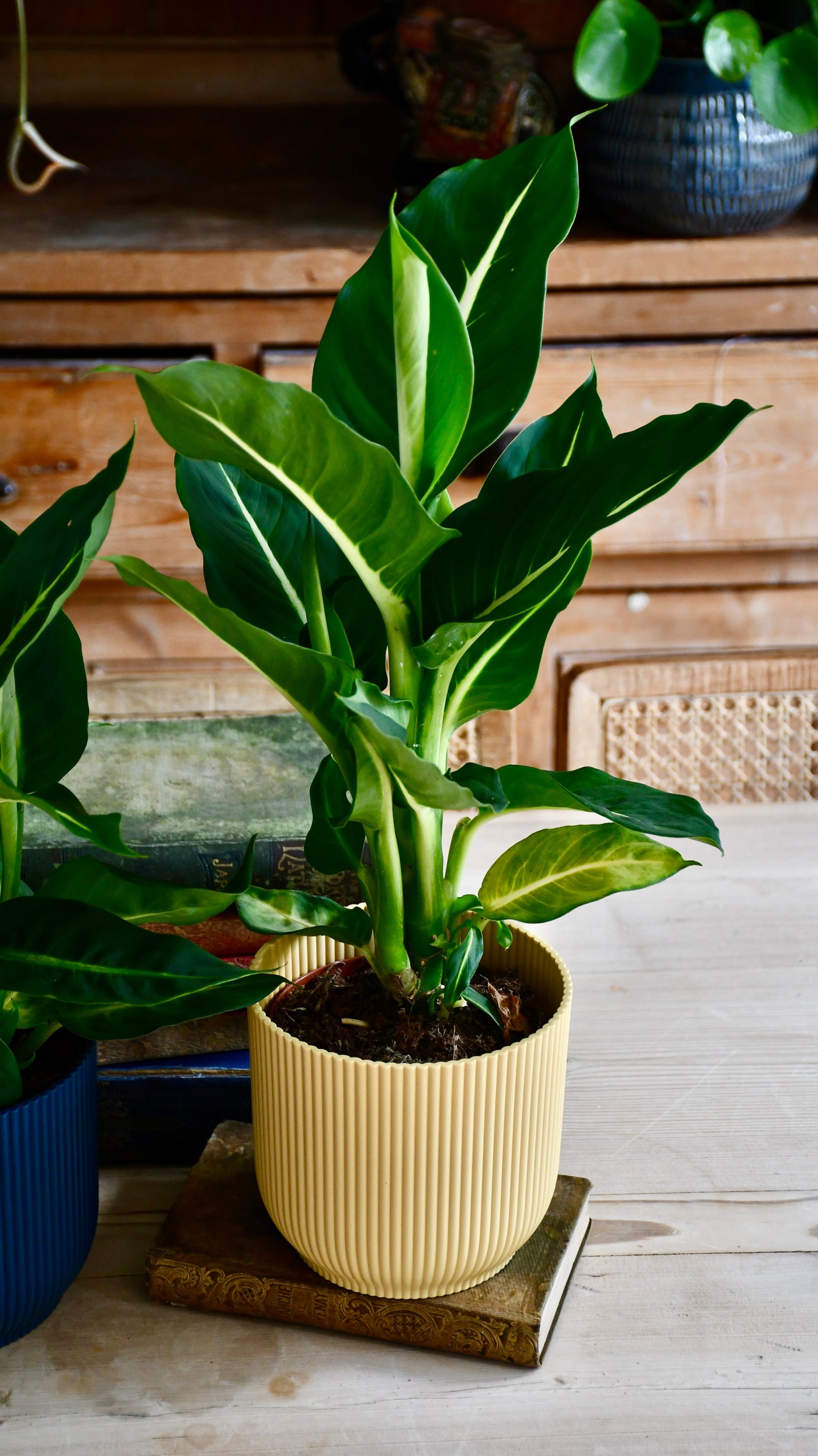 Dieffenbachia Green Magic - Dumb Cane