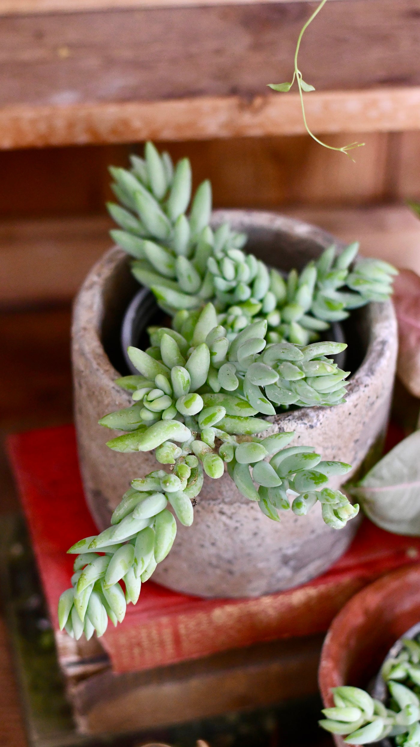 Baby Sedum Burrito Burrows Tail (Sedum Morganianum)