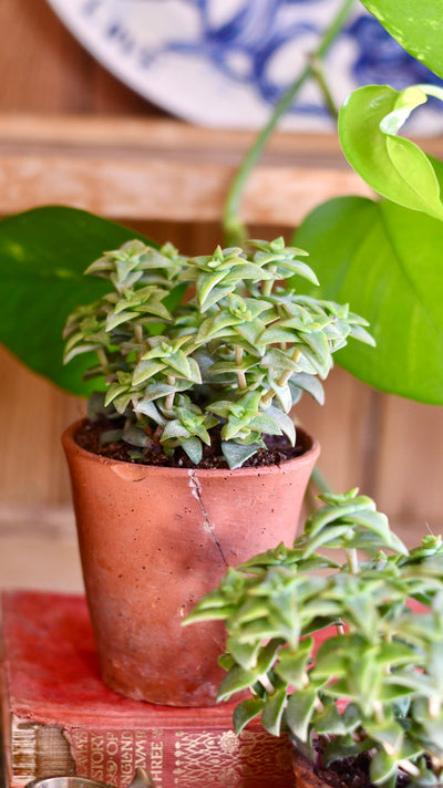 Crassula Perforata | String of buttons | Happy Houseplants