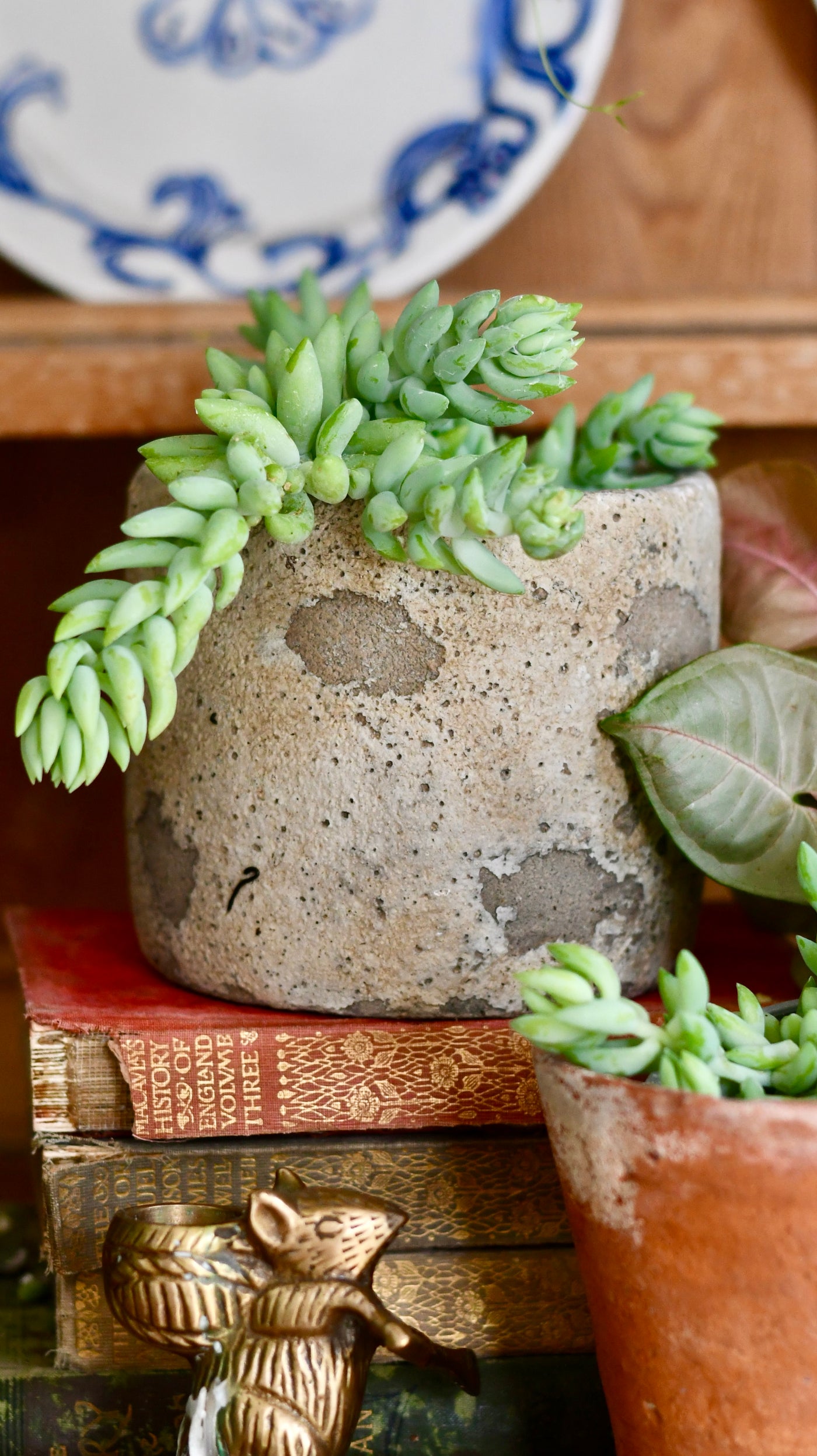 Baby Sedum Burrito Burrows Tail (Sedum Morganianum)