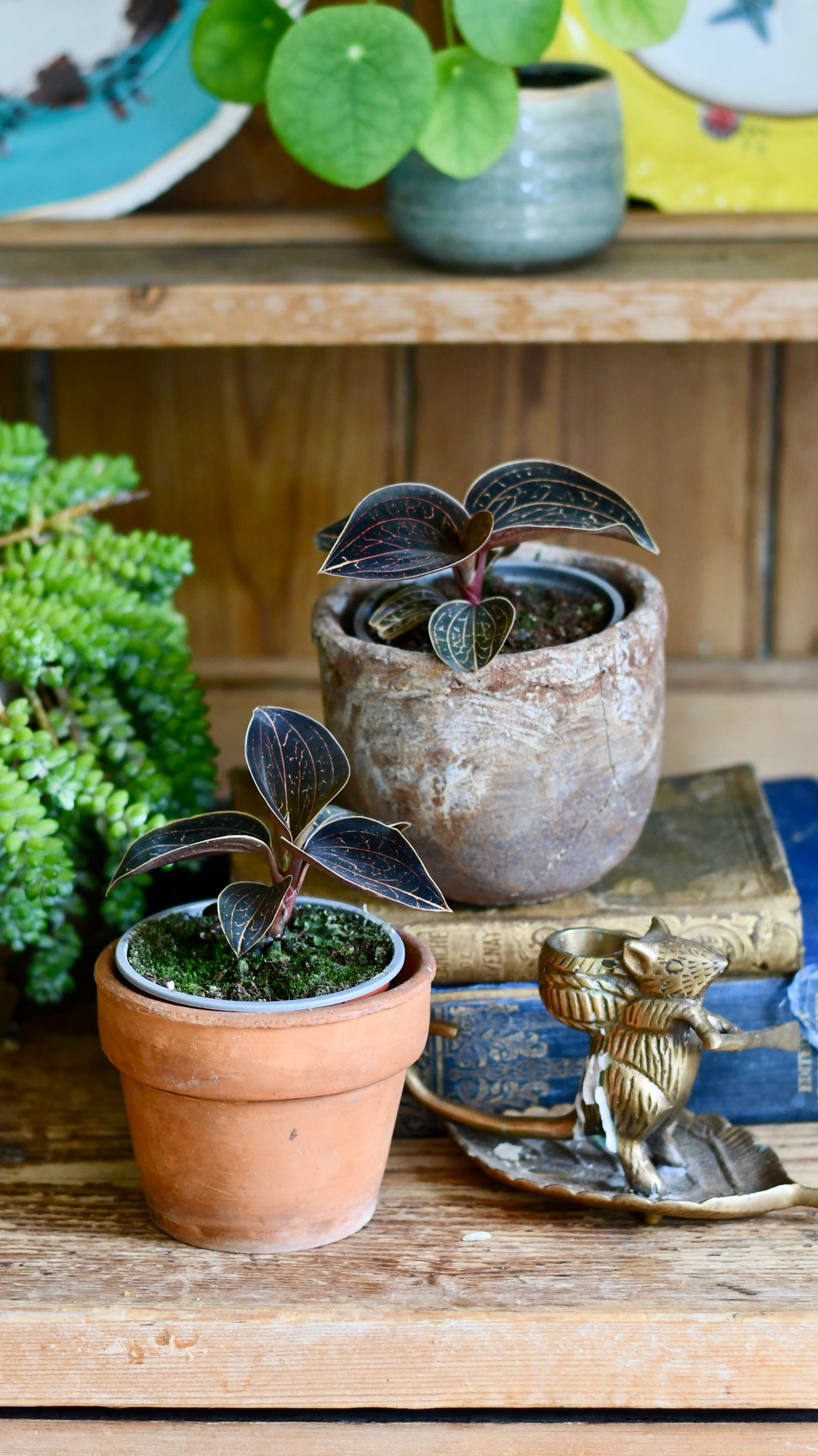 Ludisia discolor (Jewel Orchid)