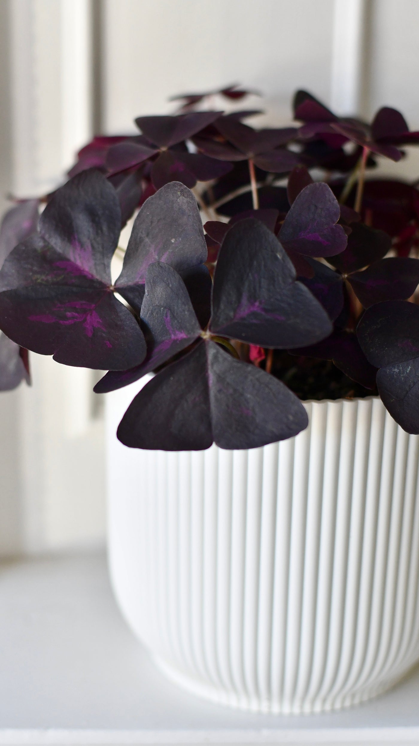 Oxalis Triangularis 'Purple Shamrock’ & Vibes Pot