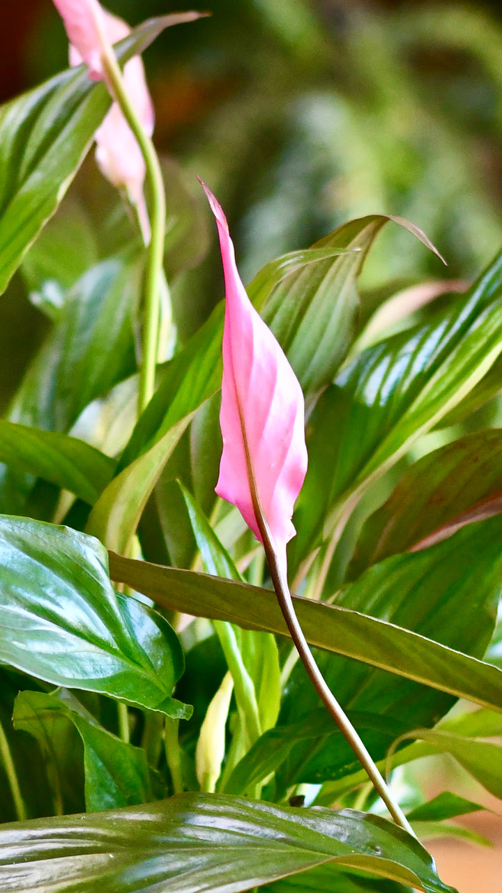 pink peace lily care Spathiphyllum Pink Bellini, Peace Lilly & pot, Happy Houseplants – Happy  Houseplants