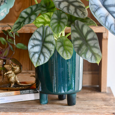 Pisa Emerald Planter | 16cm Pots | Designer pots