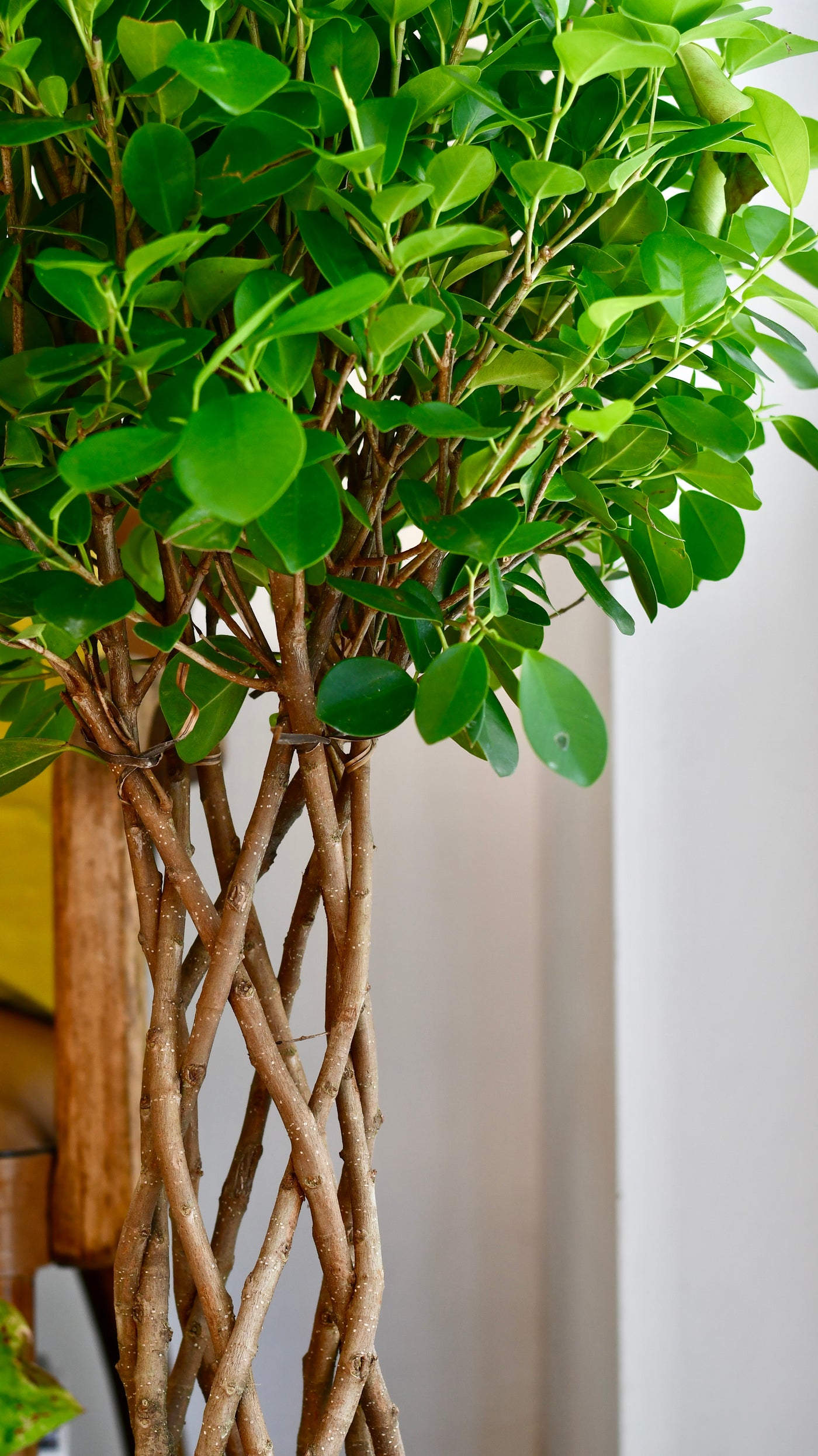 Ficus Microcarpa Moclame (Chinese Banyan Tree)