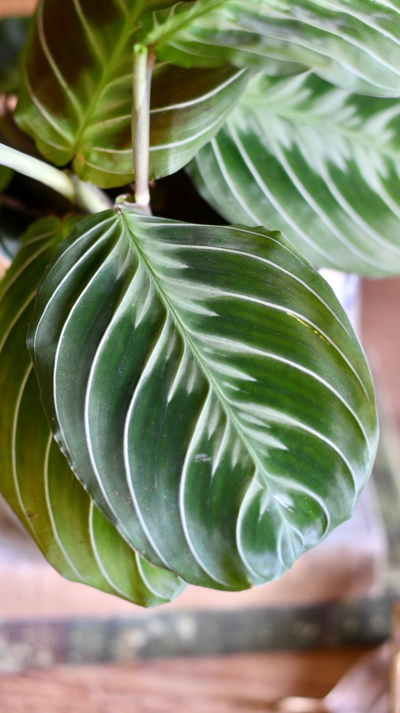 silver prayer plant Happy Houseplants | Maranta Fantasy | Maranta leuconeura 'Grey'