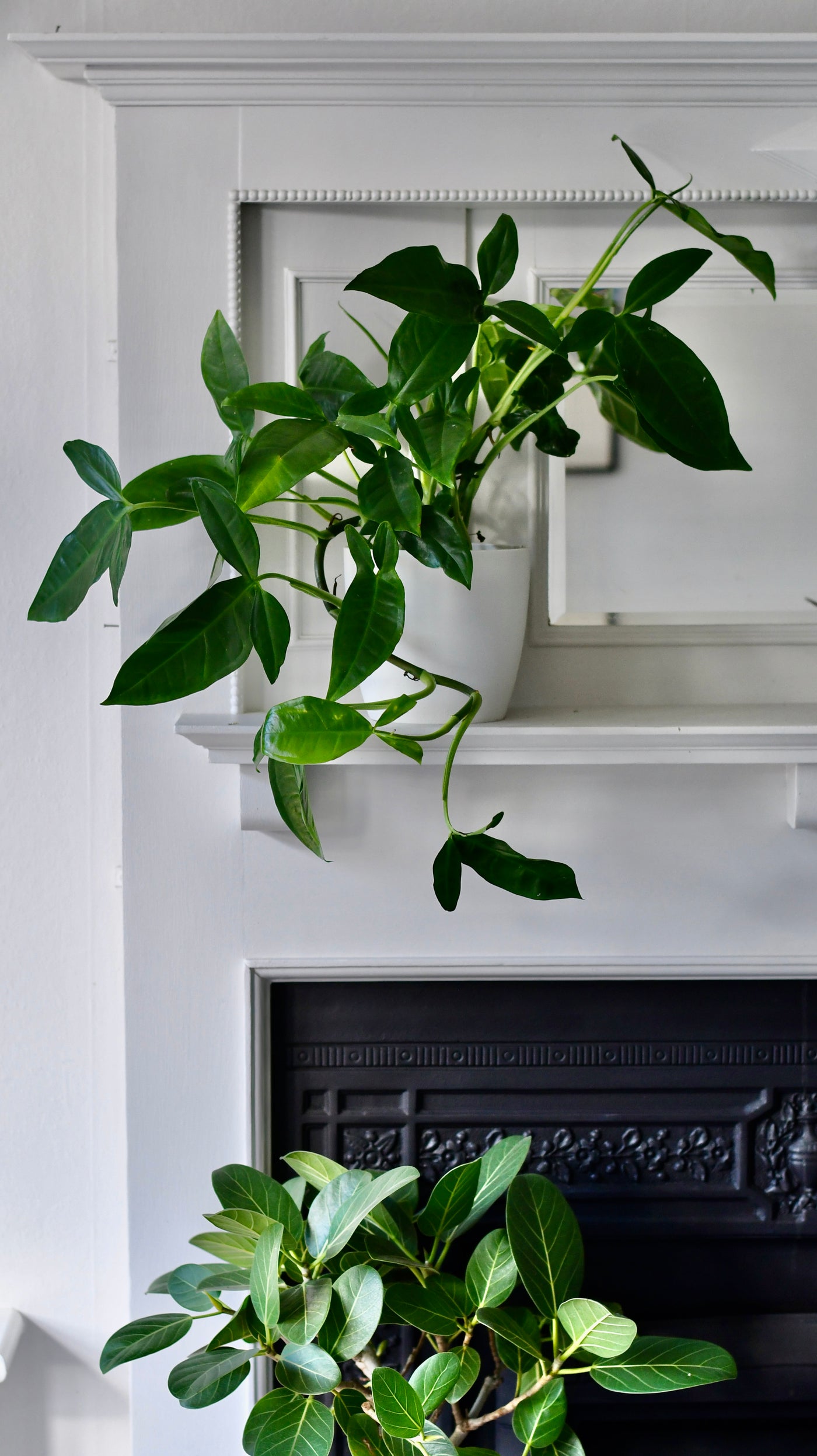 Syngonium Podophyllum or 'Tri-Leaf Wonder’ & Brussels Pot