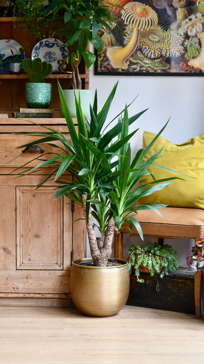 Yucca Elephatipes - Spineless Yucca